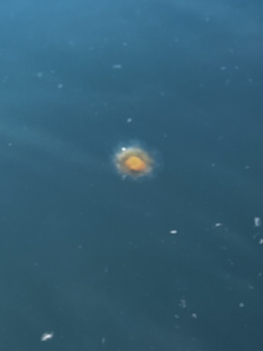 Pacific Lion's Mane Jelly
