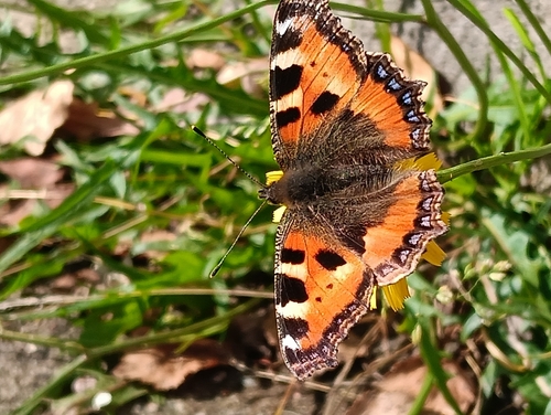 Small Tortoiseshell