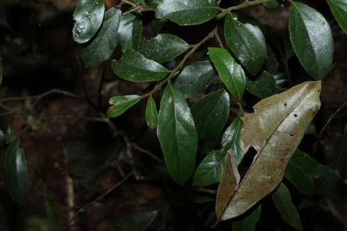 Cryptocarya triplinervis, photograph 1