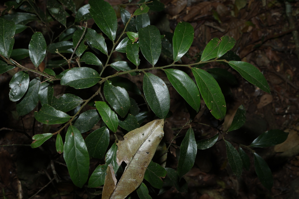 Cryptocarya triplinervis; photograph (c) Greg Tasney, some rights reserved (CC BY-SA)