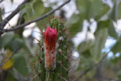 Borzicactus sepium
