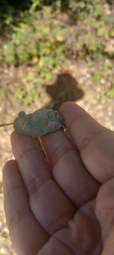 Dryomyia lichtensteinii