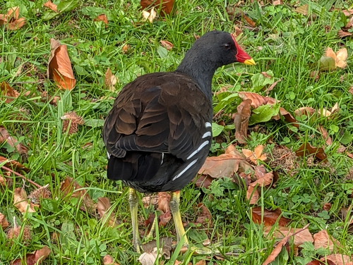 Eurasian Moorhen