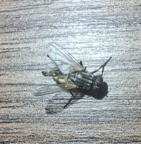 Common House Fly
