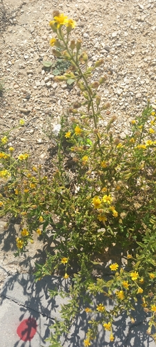 false yellowhead
