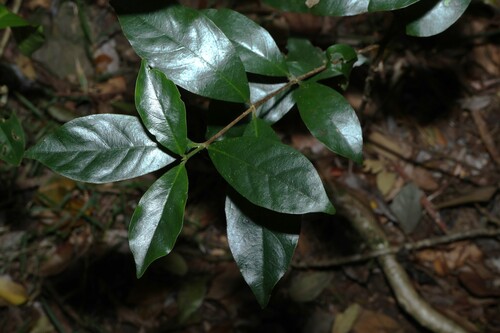 Hodgkinsonia ovatiflora, 2026-09-17