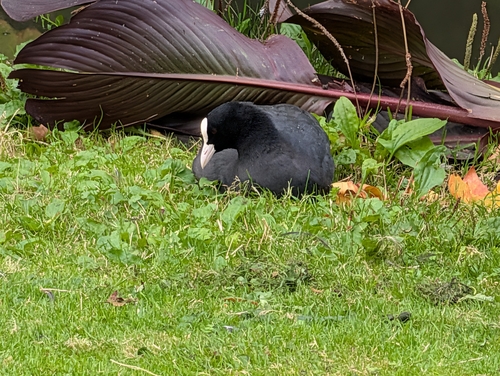 Eurasian Coot