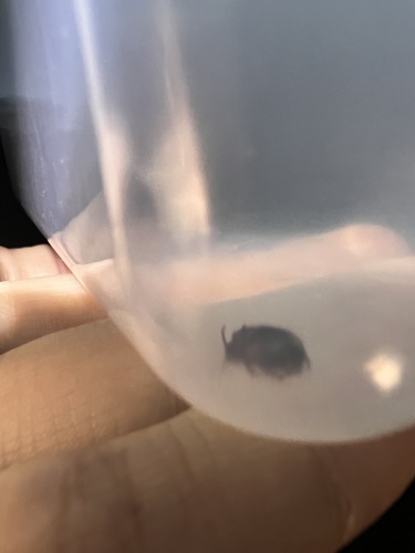 horned dor beetle