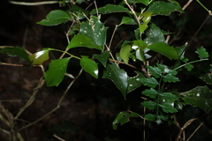 Scolopia braunii