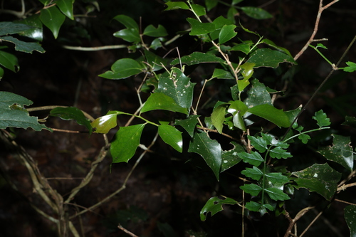Scolopia braunii, photograph 1