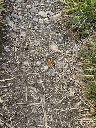 Painted Lady