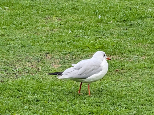 Black-headed Gull