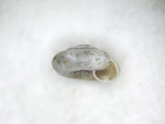 Punctum smithi