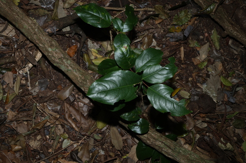 Celastrus subspicatus, photograph 1