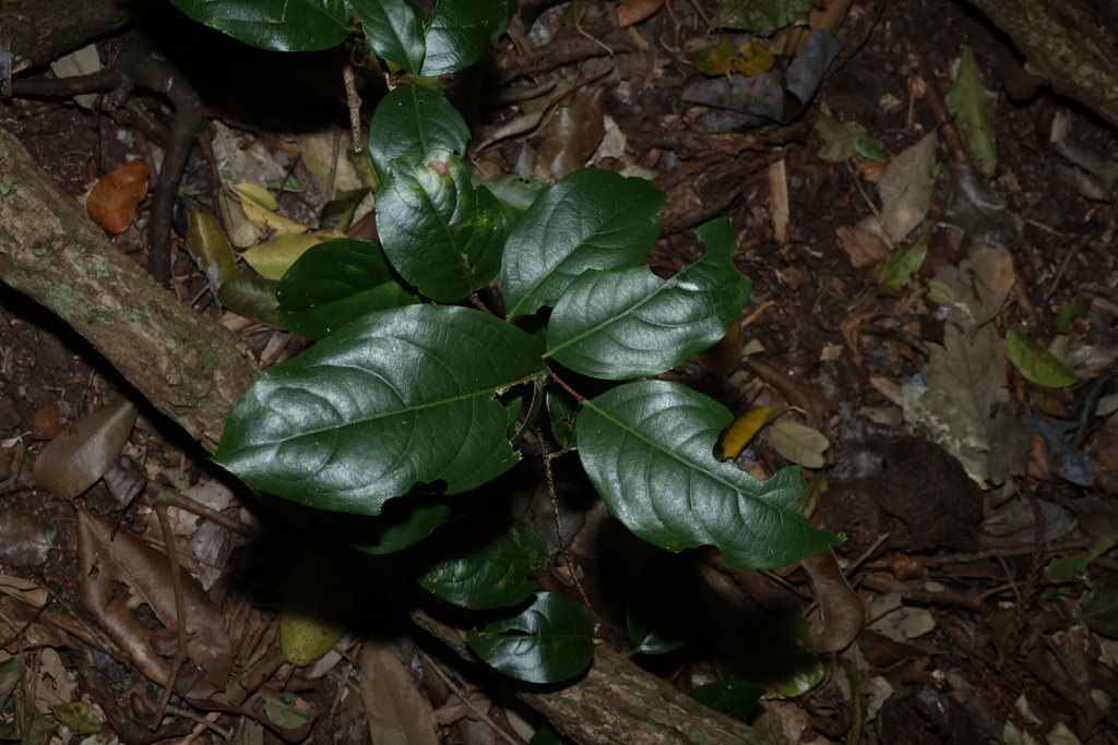 Celastrus subspicatus; photograph (c) Greg Tasney, some rights reserved (CC BY-SA)