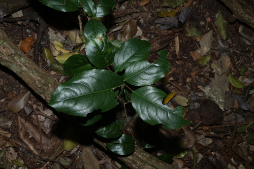 Celastrus subspicatus
