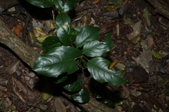 Celastrus subspicatus