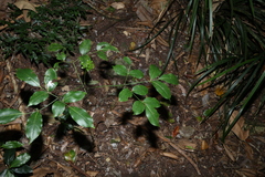 Polyscias elegans
