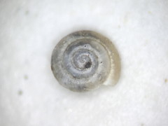 Punctum smithi