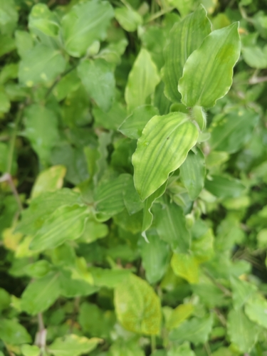 Benghal Dayflower