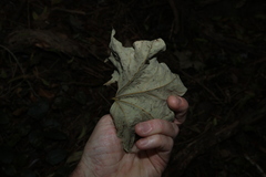Legnephora moorei, photograph (c) Greg Tasney, some rights reserved (CC BY-SA)