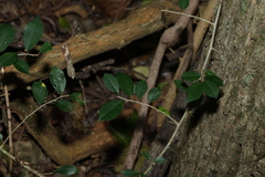 Maclura cochinchinensis
