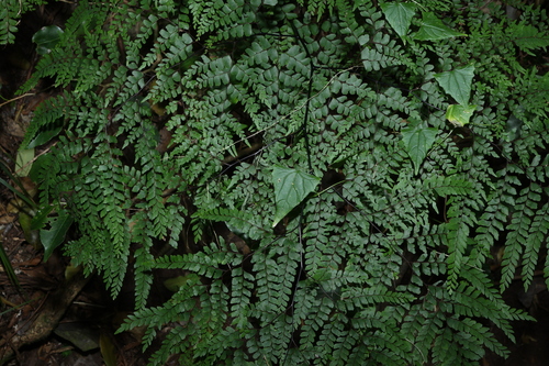 Zehneria cunninghamii observed 2026-09-17
