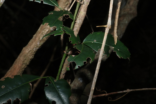 Tetrastigma nitens, photograph 1