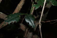 Tetrastigma nitens