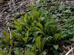 Micranthes micranthidifolia