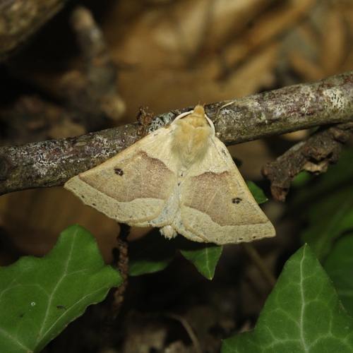 Scalloped Oak