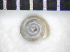 Punctum smithi