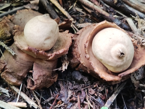 Collared Earthstar