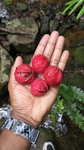 Baccaurea courtallensis