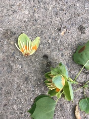 Liriodendron tulipifera