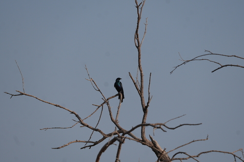 Burchell's Starling
