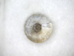 Punctum smithi