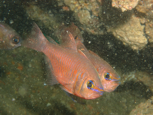 Taeniamia fucata observed 2026-09-12