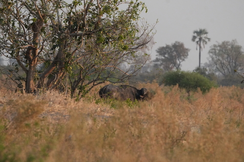 African Buffalo