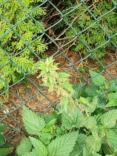 great stinging nettle