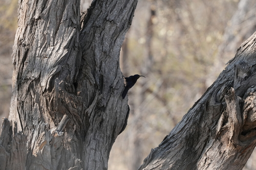 Common Scimitarbill