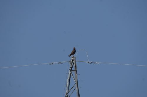Brown Snake-Eagle