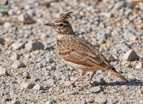 Crested Lark