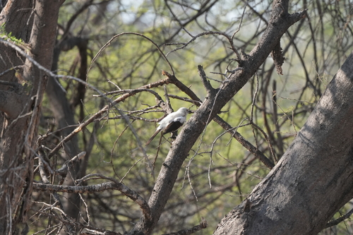 Southern Pied-Babbler