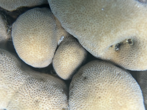 Pavona duerdeni observed 2026-09-18