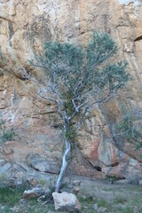 Boscia albitrunca, photograph author not stated, no rights reserved