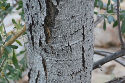 Boscia albitrunca, photograph 4