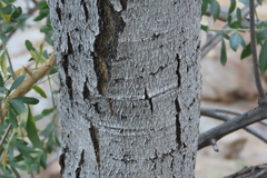 Boscia albitrunca, photograph author not stated, no rights reserved