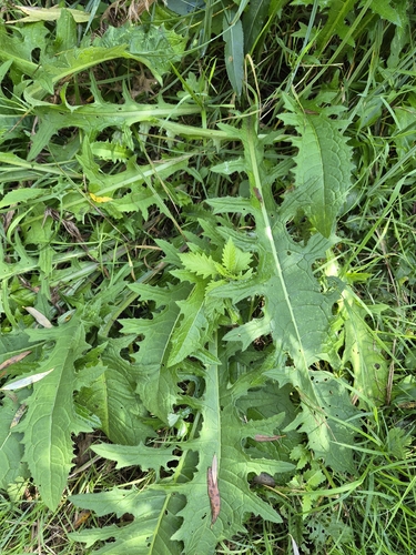 Cabbage Thistle