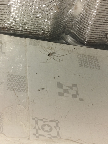 Tailed Cellar Spider